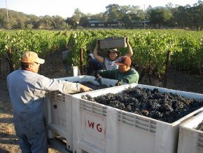 Workers gather grapes at Burley Wine Vineyard