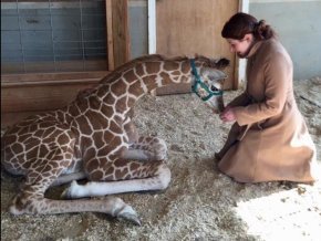 Carly York feeds a young giraffe