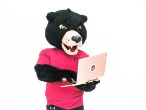 Joe Bear uses a laptop