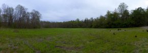 Deer and turkey stand in a field