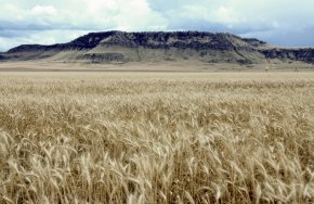 Rocky Boy’s Reservation located in north central Montana. Photo courtesy of USDA Natural Resource Conservation Service. 