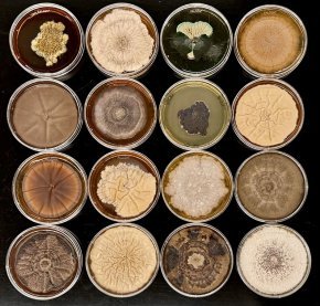 A sampling of nine molds in petri dishes from Christina Fisher's research
