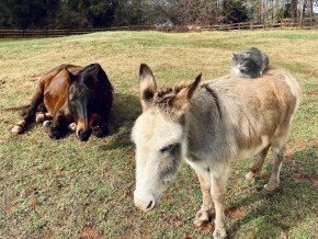 A donkey stands and a horse lays down outside