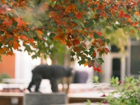 Fall leaves in the foreground of the picture with a small bear cub statue in the background