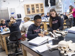 Students collaborate in an anatomy lab