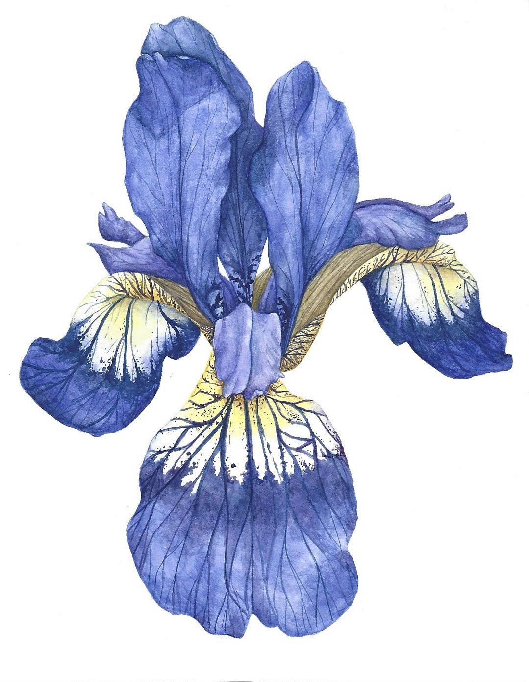 Hand drawn illustration of an orchid
