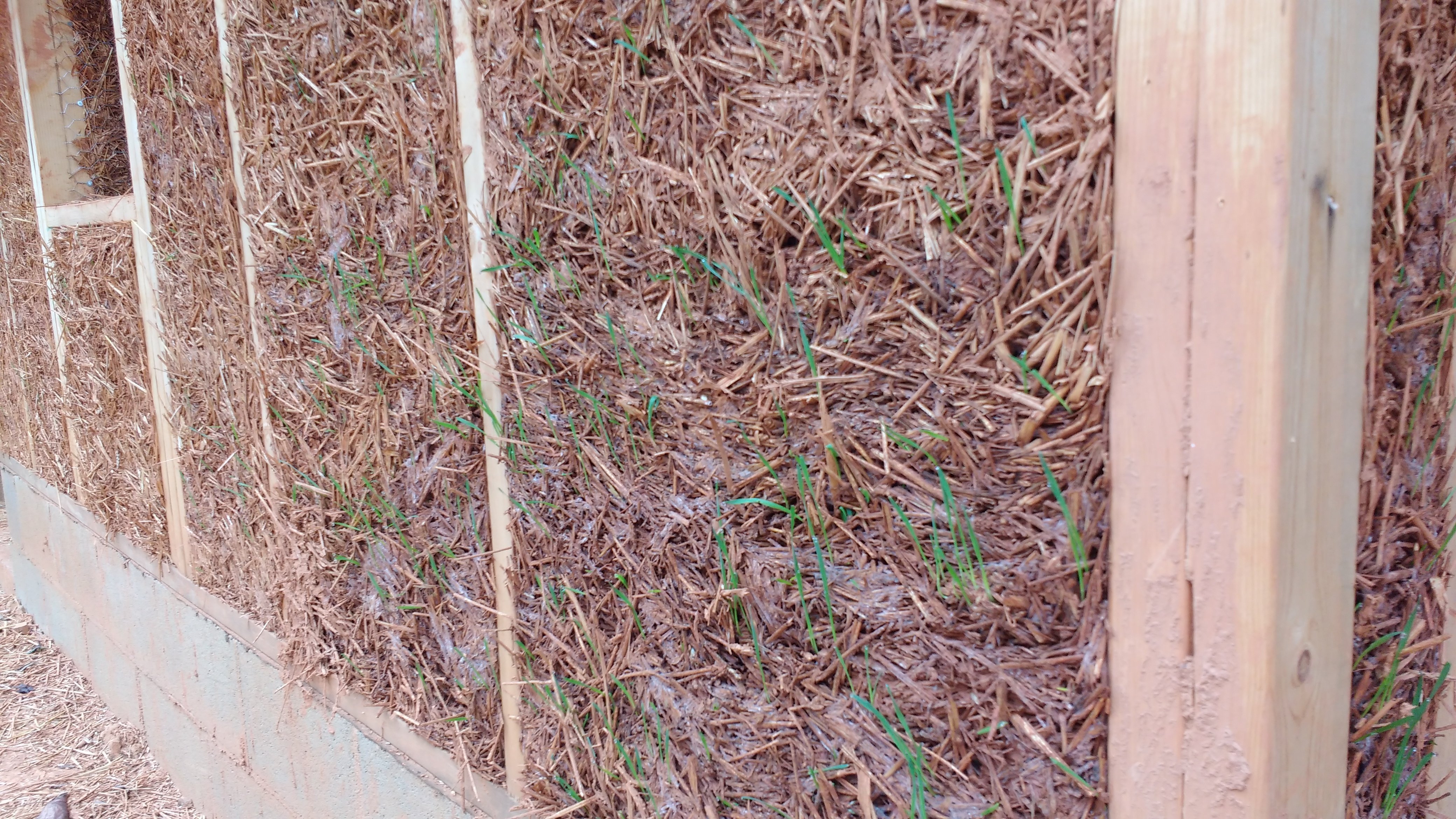 Grass peaks through the outside of a straw clay outer wall 