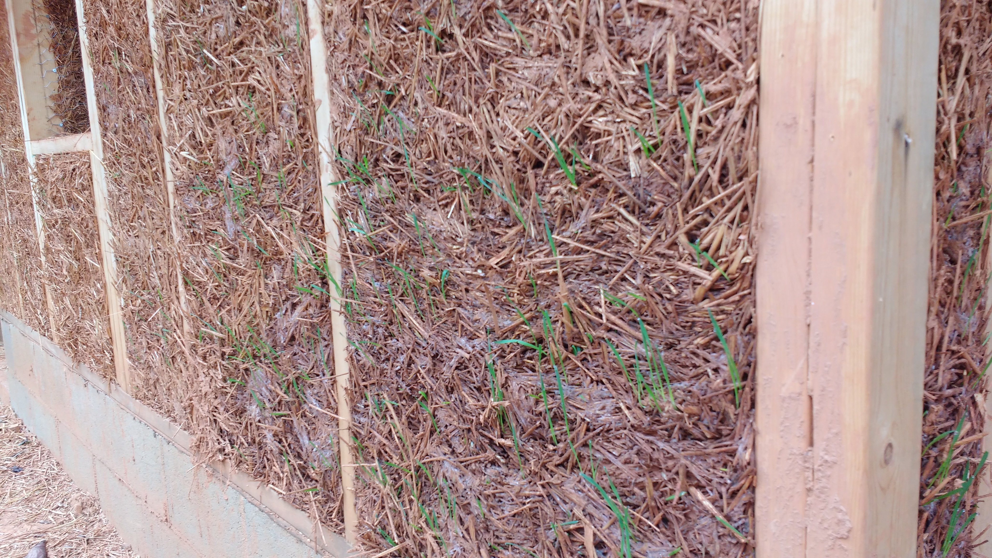 Grass peaks through the outside of a straw clay outer wall