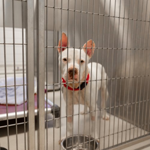 A white dog stands inside a kennel