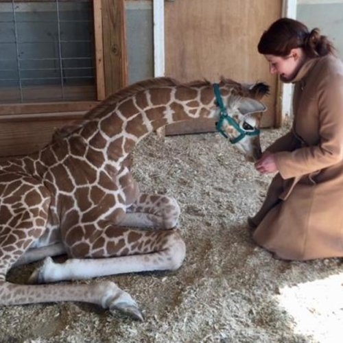 Carly York feeds a young giraffe