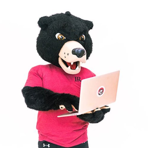 Joe Bear uses a laptop