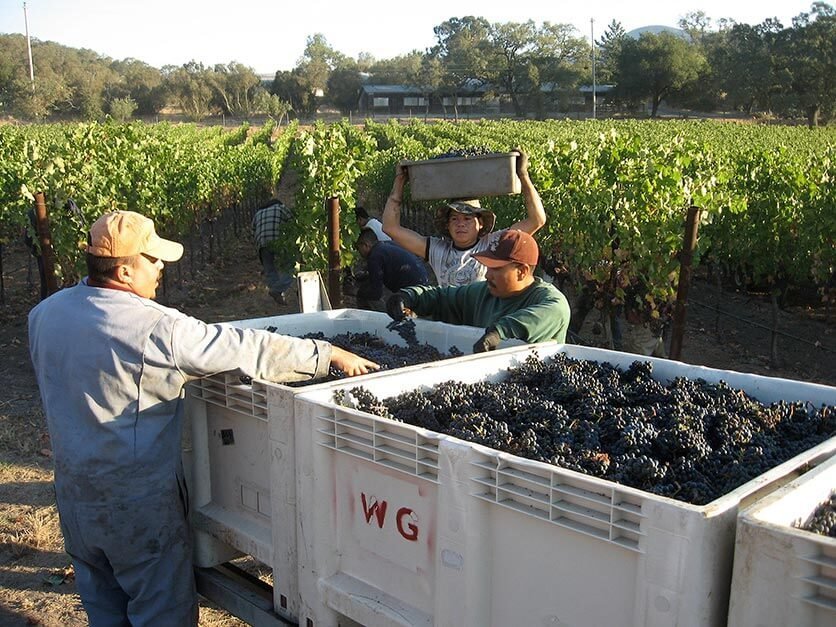 Workers gather grapes at Burley Wine Vineyard