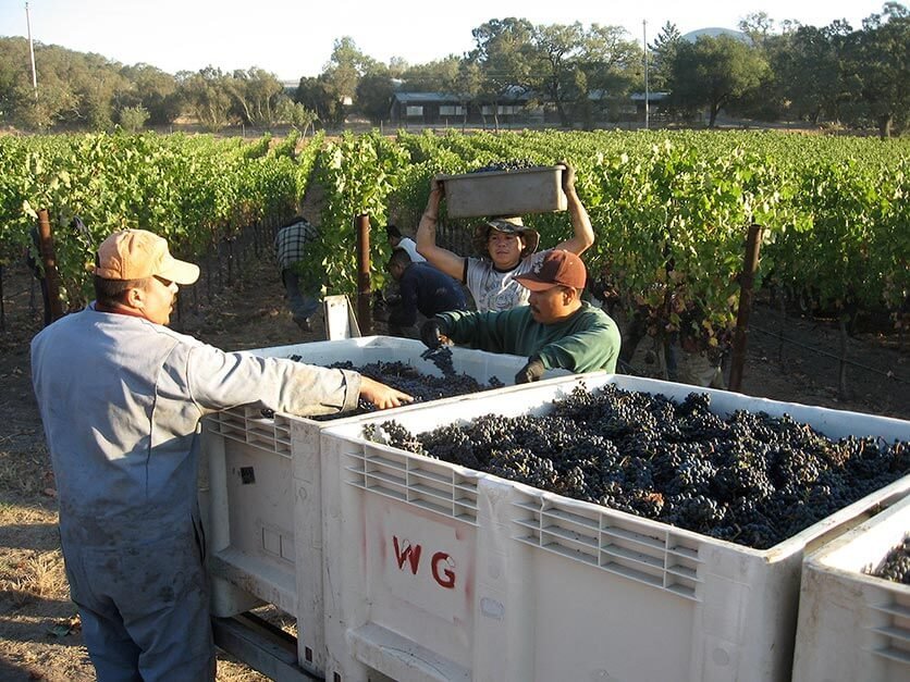 Workers gather grapes at Burley Wine Vineyard