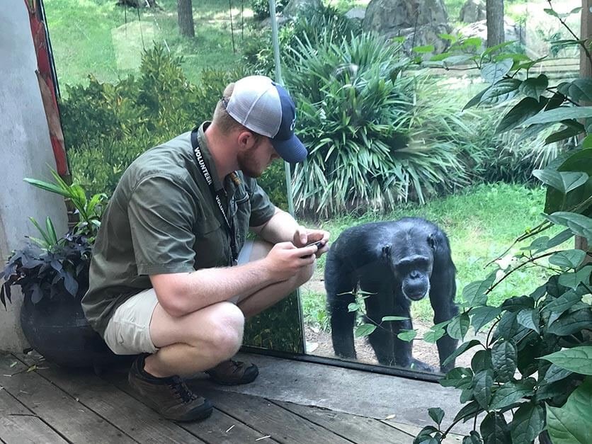 Lonnie Fox studying a chimpanzee
