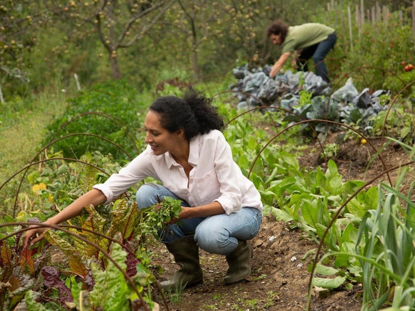 Two farmers working in field harvesting