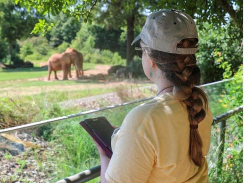 An LR student studying elephants at the North Carolina Zoo
